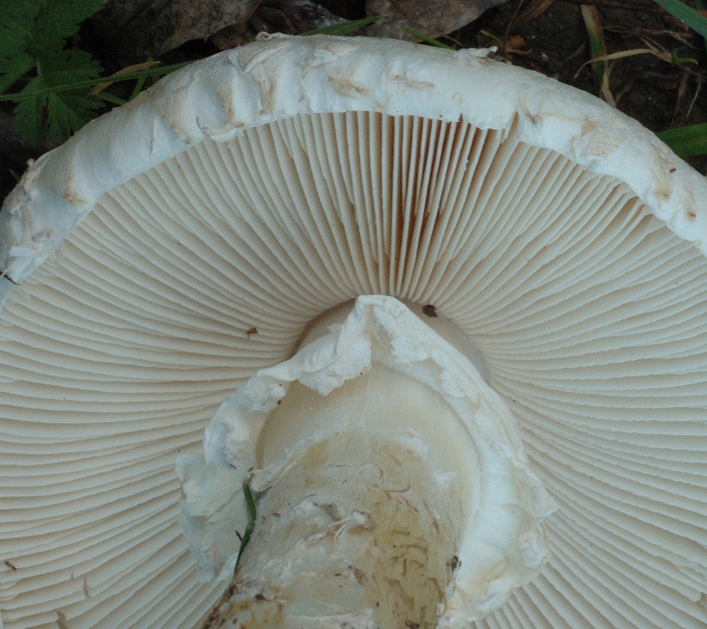 Amanita vittadinii